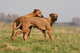 RODESIAN RIDGEBACK 137